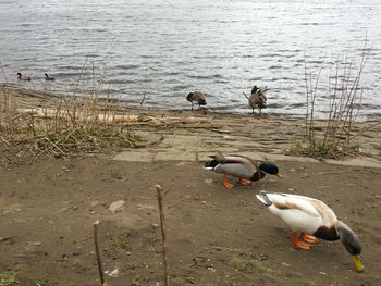 Birds on calm lake