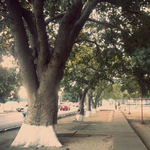 tree, transportation, road, branch, tree trunk, growth, the way forward, street, car, incidental people, shadow, sunlight, park - man made space, nature, lifestyles, day, men, footpath, walking