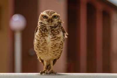 Close-up of owl perching