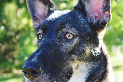 Close-up of dog