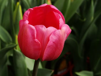 Close-up of pink tulip