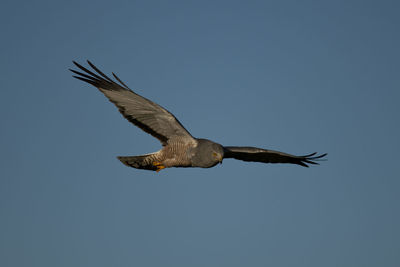 Low angle view of eagle flying in sky