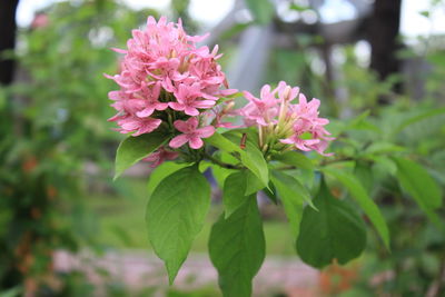 Close-up of pink flowering plant