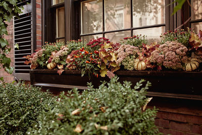 Brownstone exterior with floral planters against a window in beacon hill, boston, massachusetts 