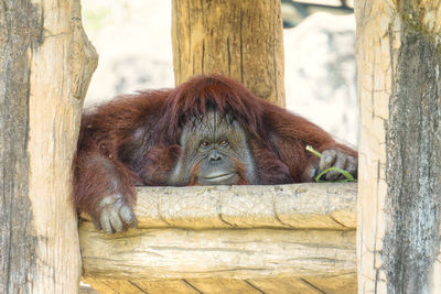 View of a monkey on tree trunk