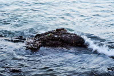 High angle view of turtle swimming in sea