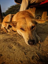 Close-up of dog relaxing on field