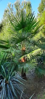 Close-up of palm tree