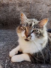 Close-up portrait of a cat