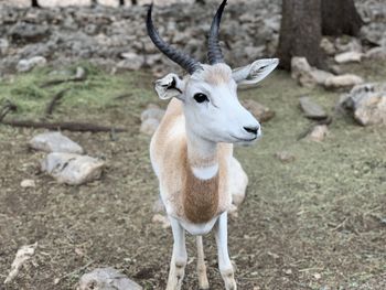 Portrait of deer standing on field