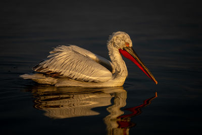 Close-up of pelican