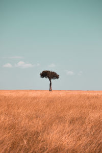 Tree on grassy landscape against sky