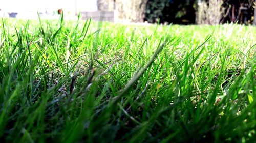 Close-up of grass growing in field