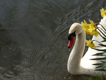 High angle view of swan in lake