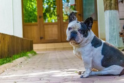 Dog looking away