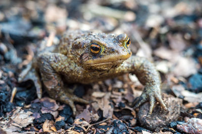 Close-up of frog