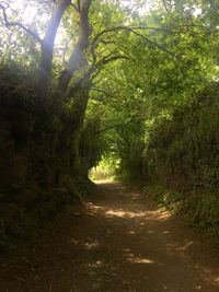 Dirt road amidst trees in forest