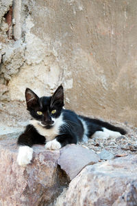 Portrait of cat sitting on wall