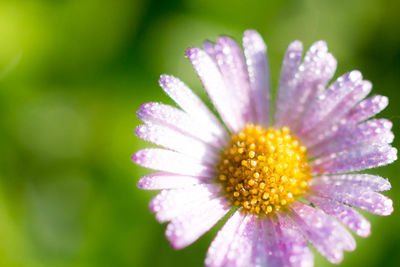 Close-up of flower against blurred background