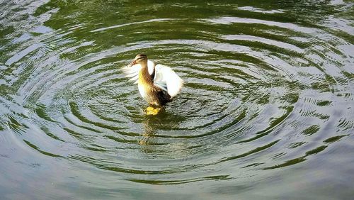 Swan swimming in lake