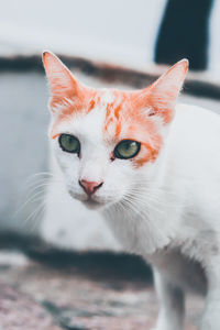 Close-up portrait of cat