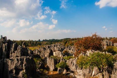 Panoramic view of trees on landscape against sky
