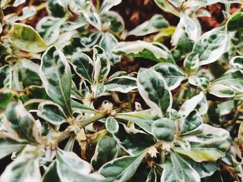 Full frame shot of fresh green plant