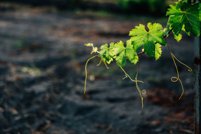 Close-up of plant growing on field