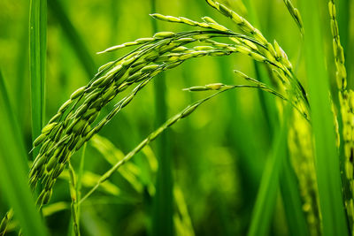 Close-up of wheat growing on field