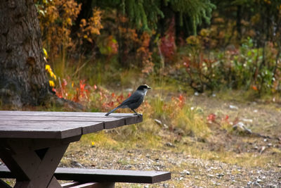 Bird perching on bench