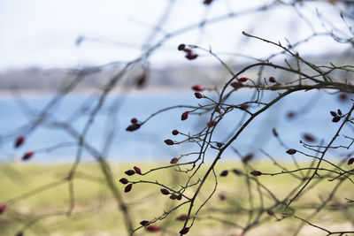 Close-up of berries growing on tree against sky