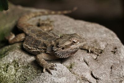 Close-up of lizard