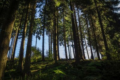 Low angle view of trees