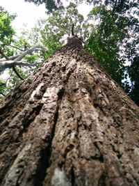 Low angle view of tree trunk