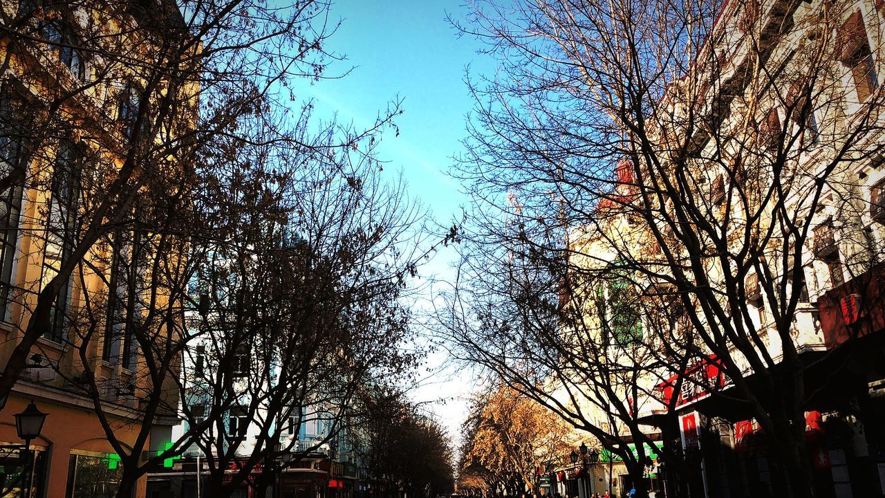 tree, bare tree, branch, built structure, architecture, building exterior, sky, day, outdoors, low angle view, growth, nature, city, clear sky, no people