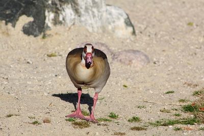 View of bird perching on a field