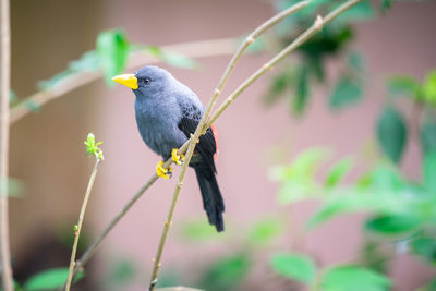 Close-up of bird perching on branch