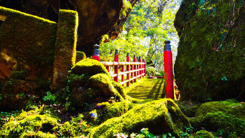 Plants growing outdoors