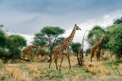 Giraffe standing by trees against sky