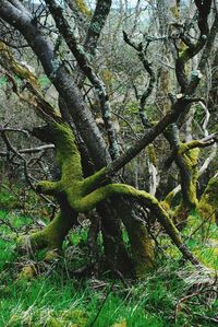 Low angle view of tree growing in forest