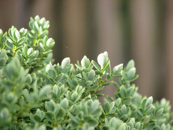 Close-up of plant with green leaves