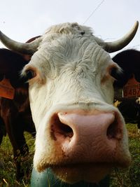 Close-up of horse