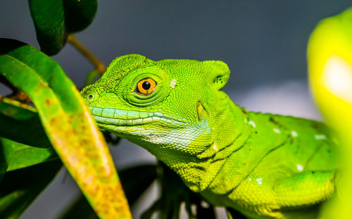 Close-up of green lizard