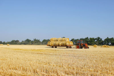 Agriculture - tractor carries a haystack. tractor with hay.