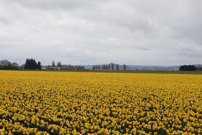 Scenic view of oilseed rape field against sky