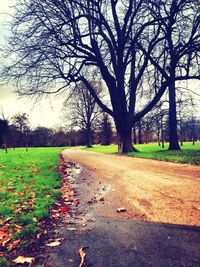 Road passing through forest
