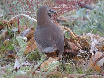 Bird perching on a field