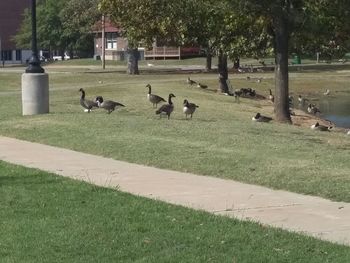 Birds perching on grass by trees