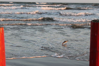 Bird swimming in sea