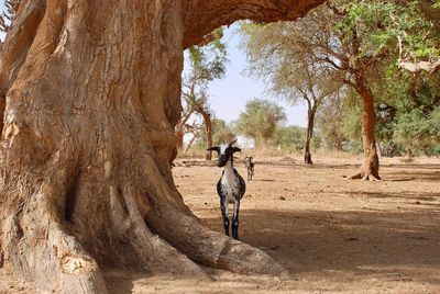 View of a horse